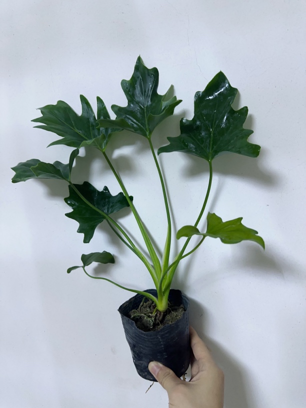 春羽绿植水养花卉四季常青净化空气耐旱种植适合需要喜欢高度麒麟