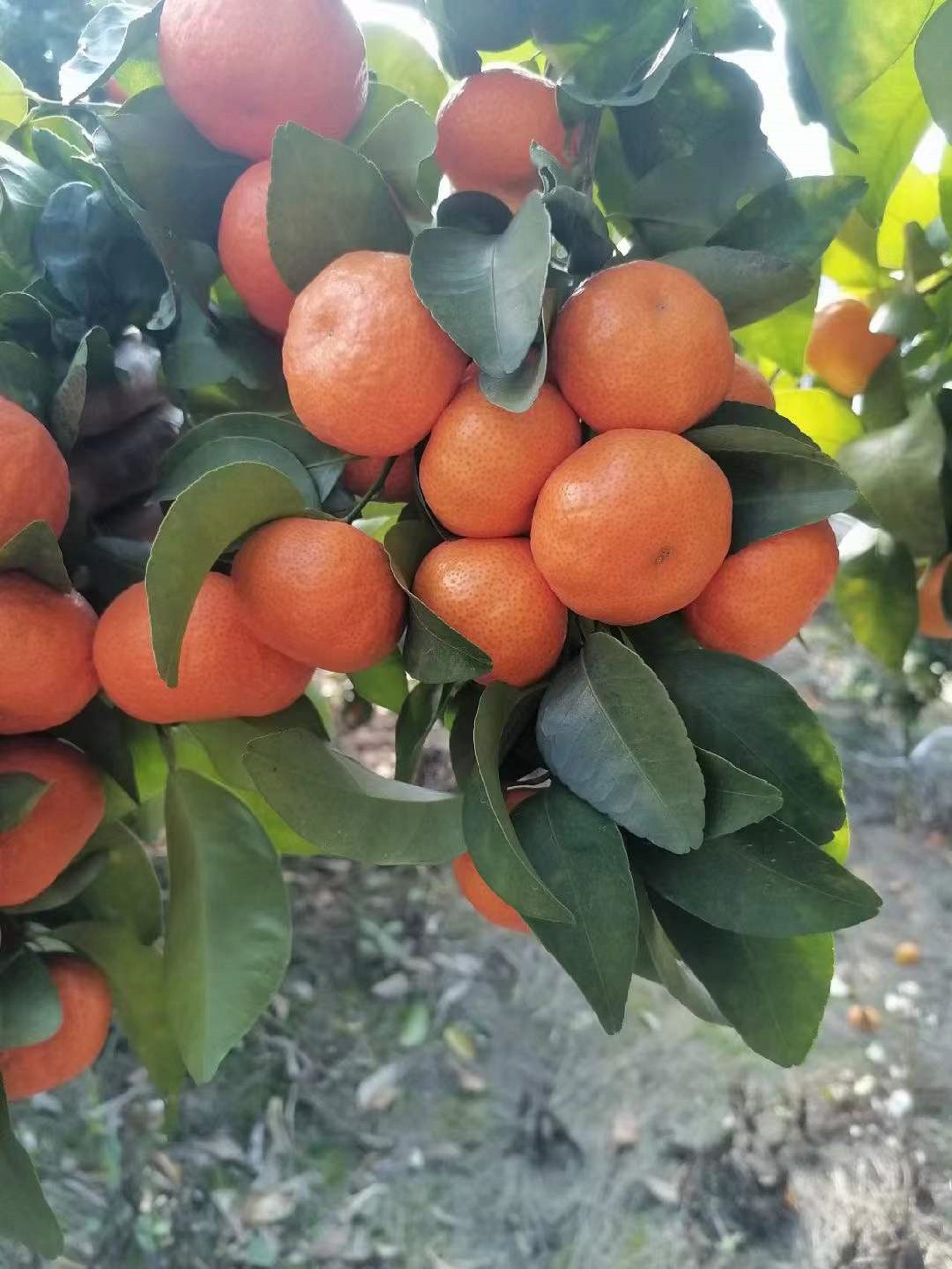 砂糖橘沃柑树老桩庭院阳台别墅养护种植园艺盆景（直播间一物一拍）