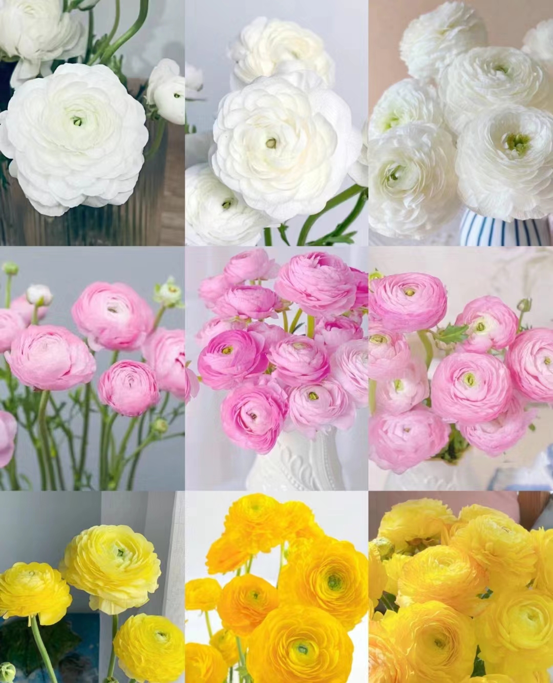 《右芊花卉》洋牡丹花材花期长云南昆明直发鲜花顺丰