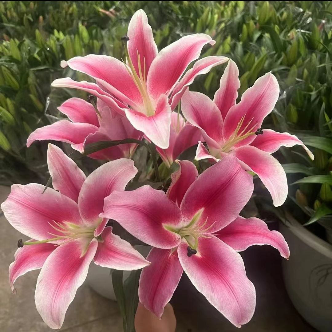 《右芊：马伦哥香水百合》云南直发新红色水养鲜花适合家插花