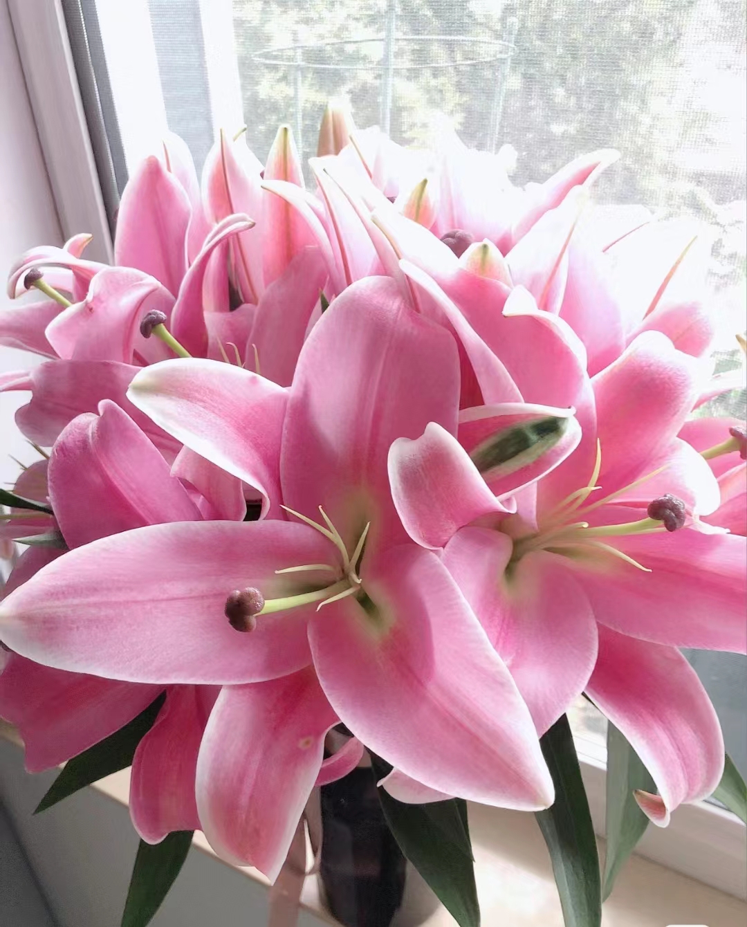 《右芊：罗宾香水百合》云南基地直发鲜花花束家用插花同城速