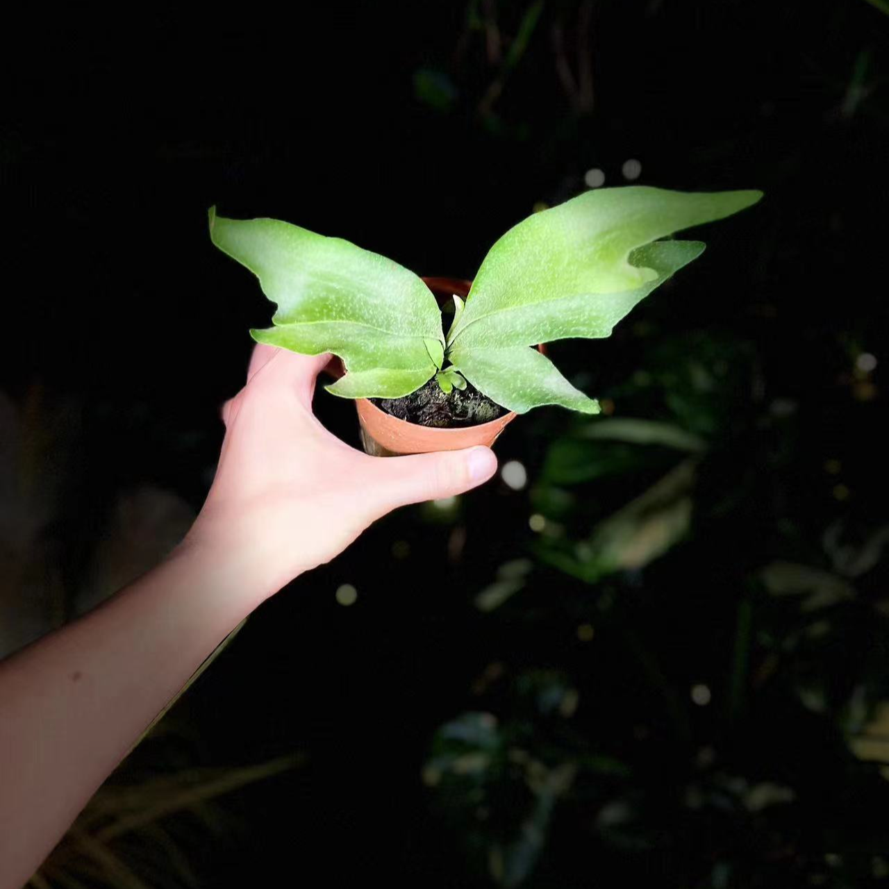 蔓绿绒海芋秋海棠花烛室内洒金龟背竹密叶猴网红ins热植一物一拍