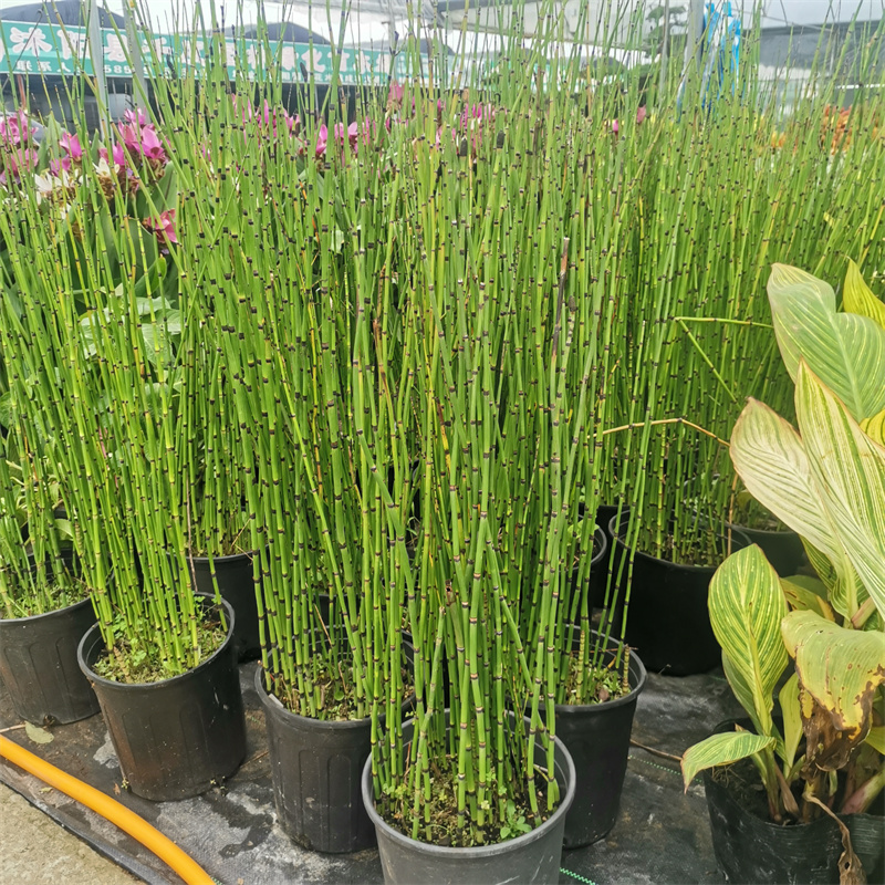 木贼常绿水陆两生植物四季常绿笔管草笔杆草水池观赏造景