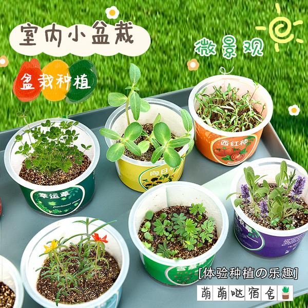  幼儿园种植小盆栽儿童diy创意迷你桌面植物绿植超小学生观察礼物