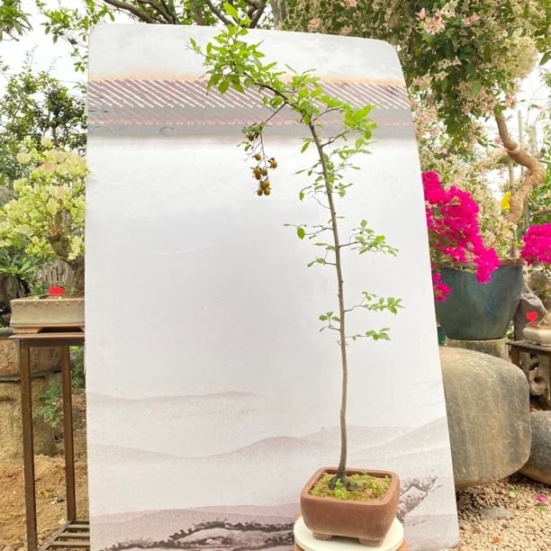 精品老鸦柿盆景阳台新宠