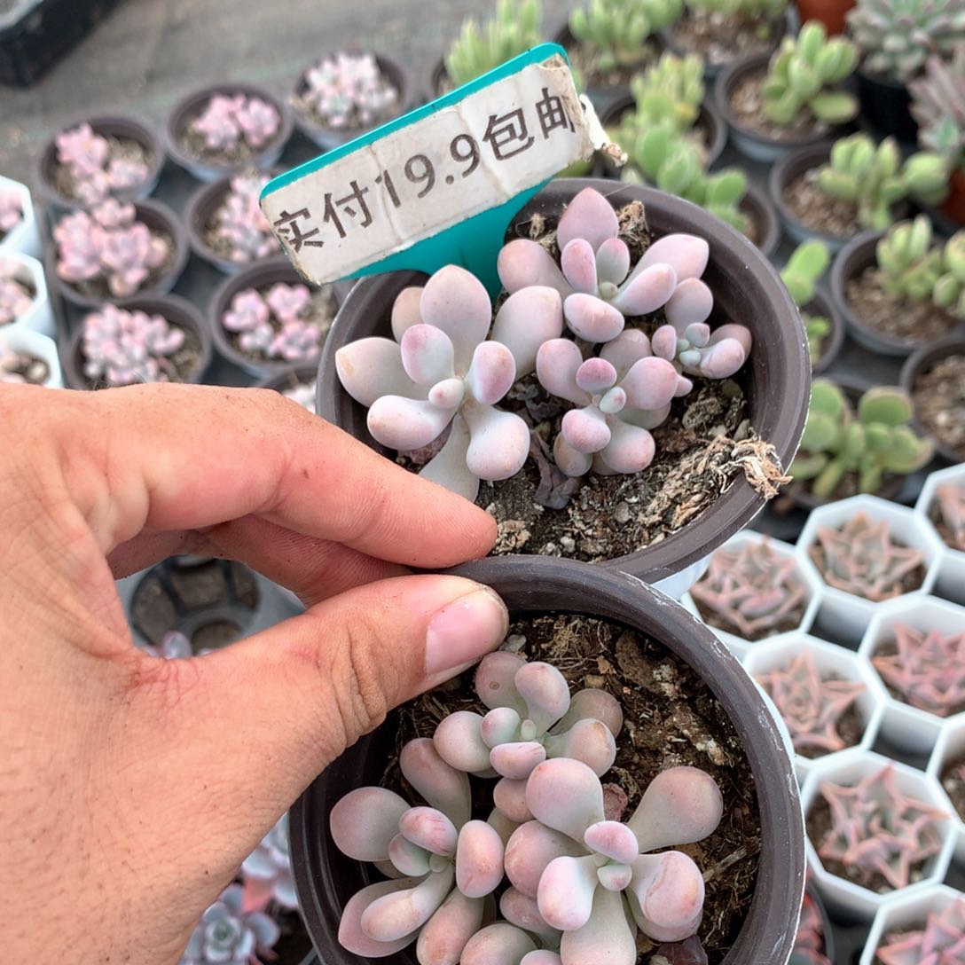 群生桃蛋2盆 满19.9包邮 脱土