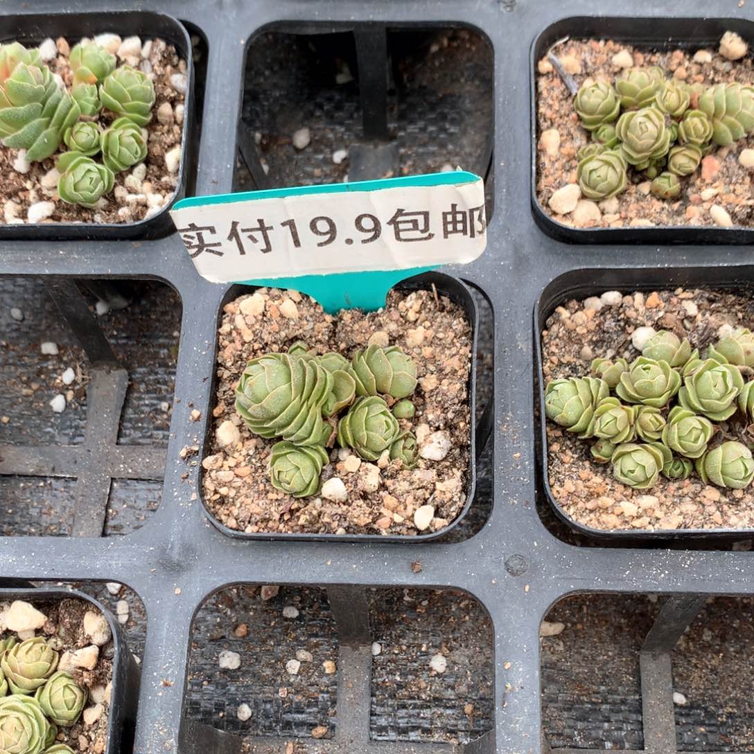 花春 满19.8包邮
