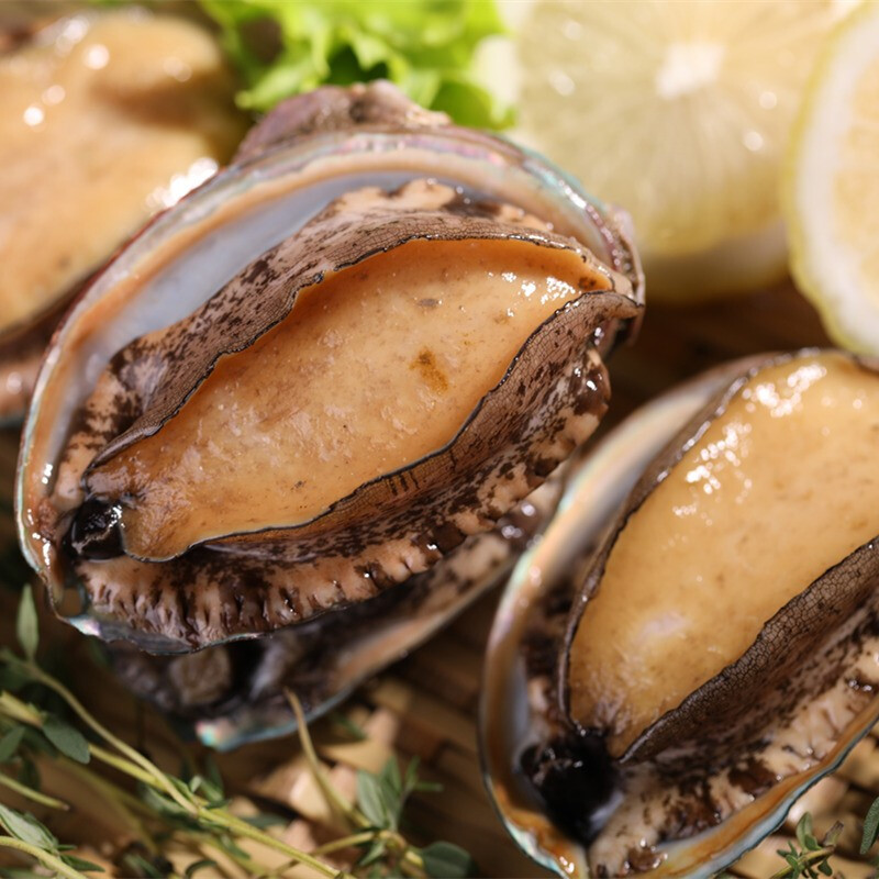 大连鲍鱼（5-6头/斤鲍鱼）保鲜保肥 顺丰省内包邮