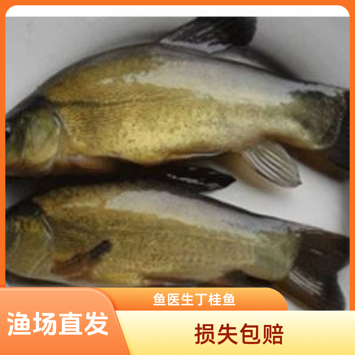 新鲜四川丁桂   每条2-16g左右   渔场直发 品质保障