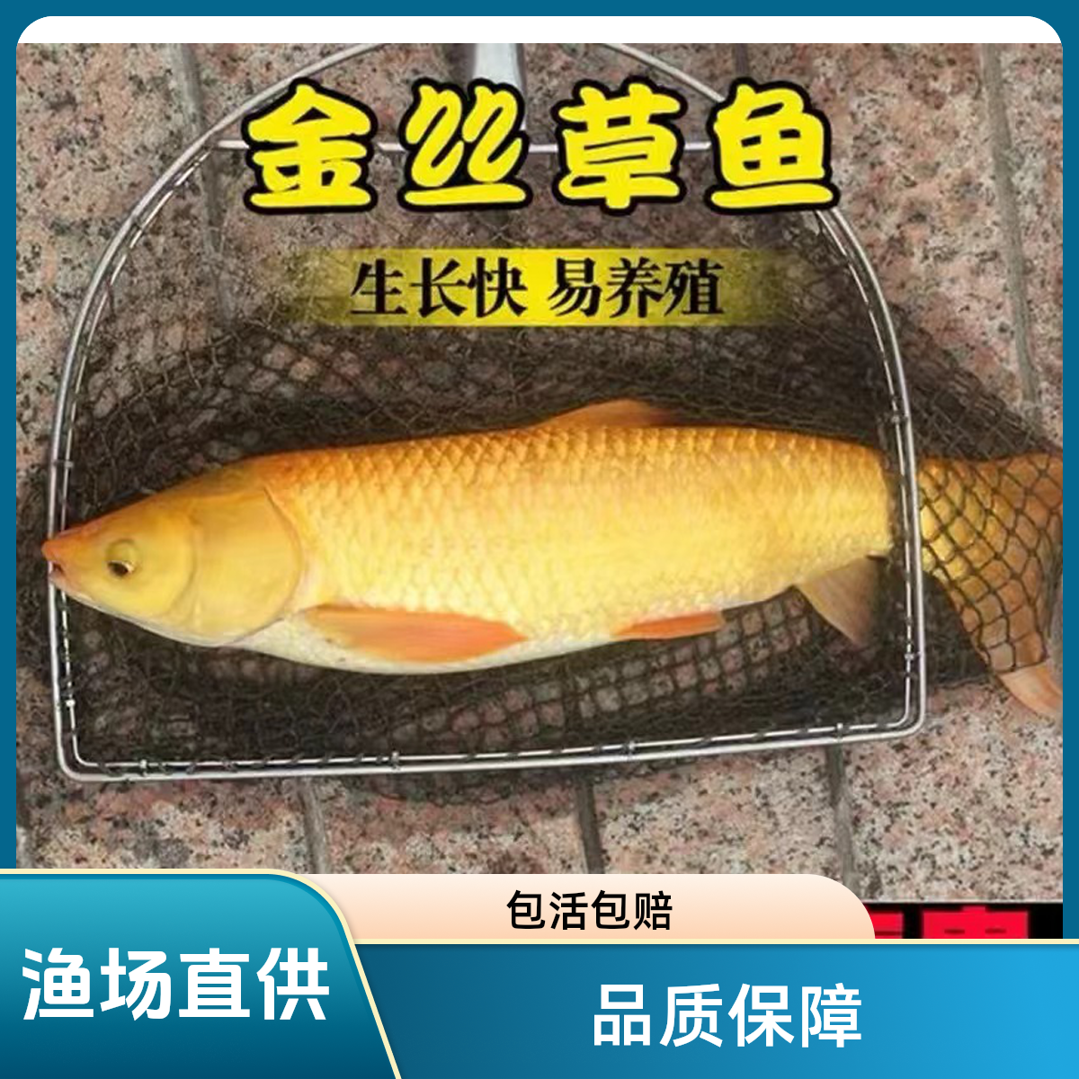 四川金丝鲩  每条2-4g左右   现捞现发渔场直发