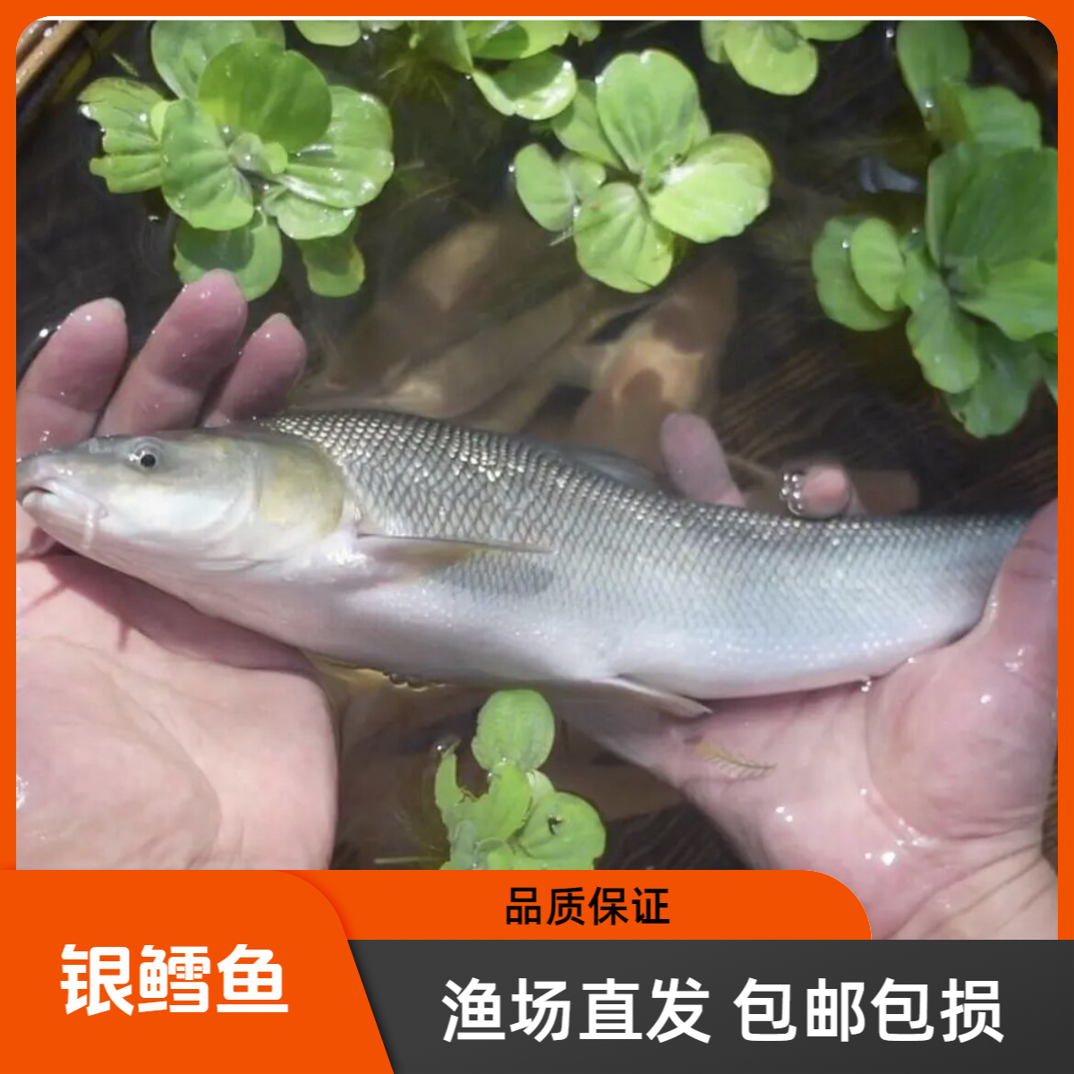 四川银鳕鱼 山泉水 生态养殖大鳞鲃生态养殖