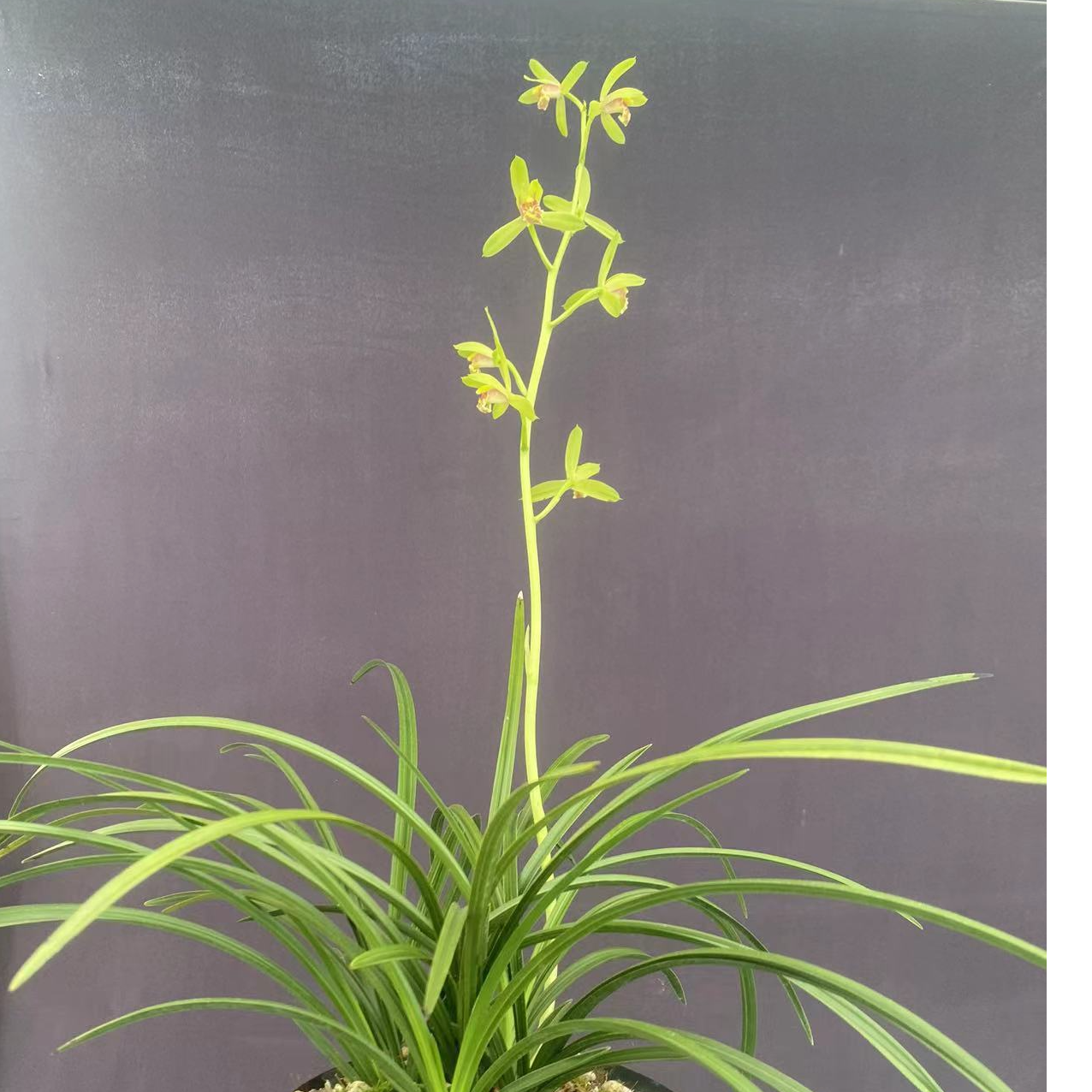 兰草可以欣赏闻香