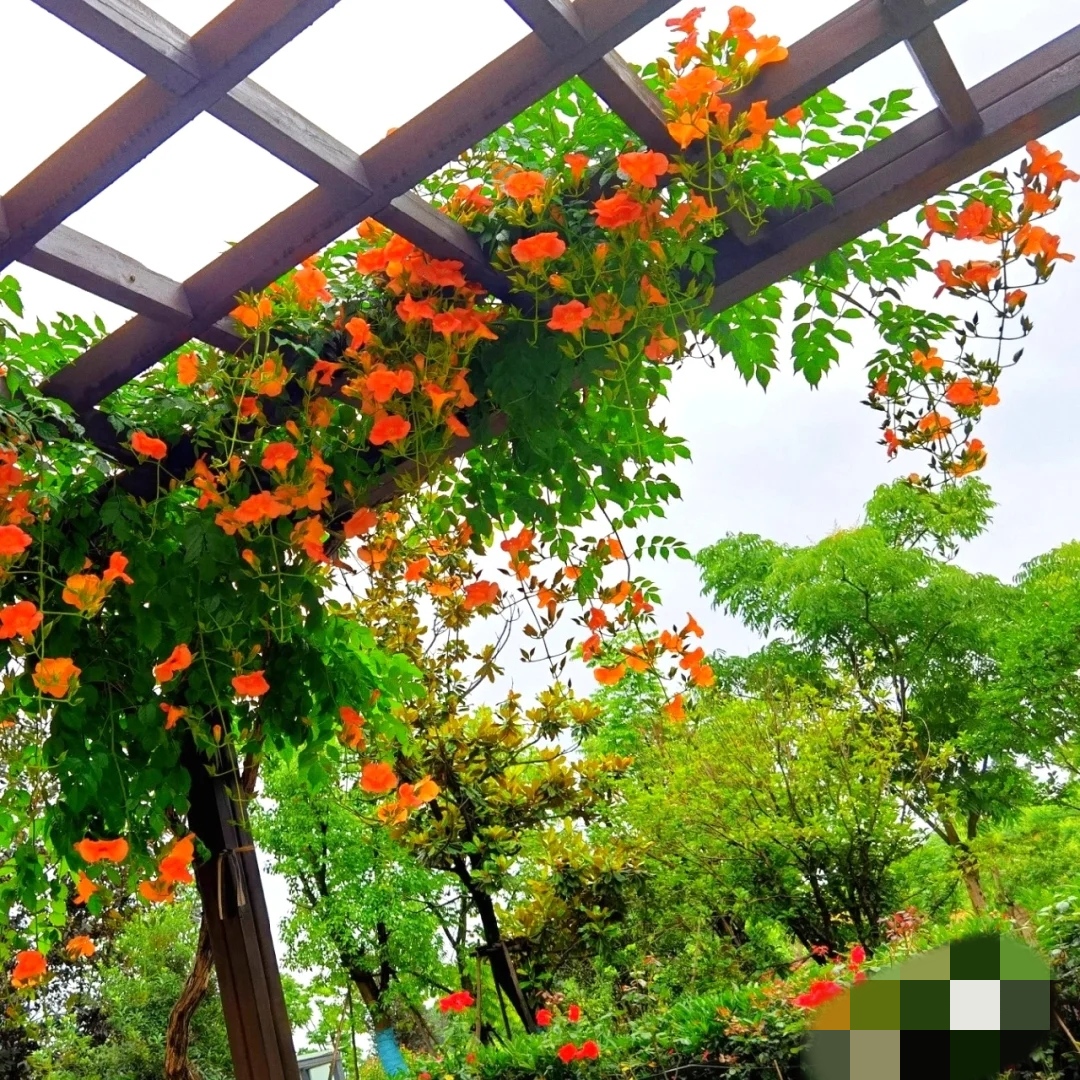 耐寒凌霄花爬藤植物四季开花卉大苗绿植盆栽庭院阳台炮仗花紫藤