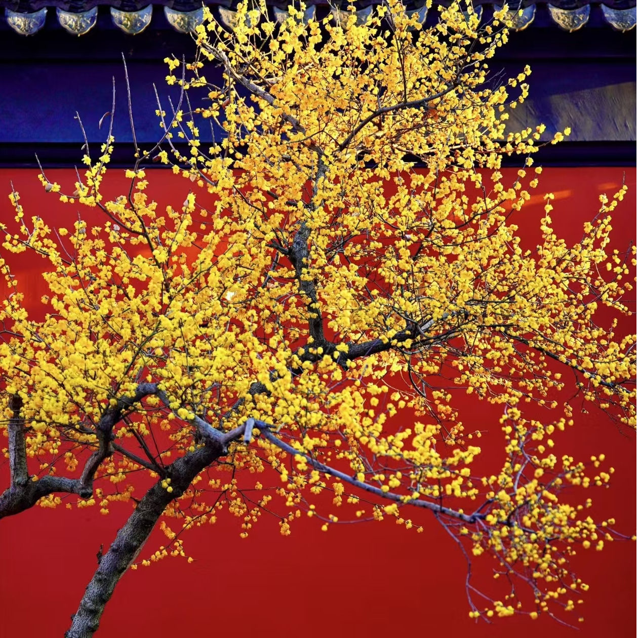 真【带花苞】腊梅花老桩浓香型耐寒植物庭院阳台盆栽花卉冬天开花