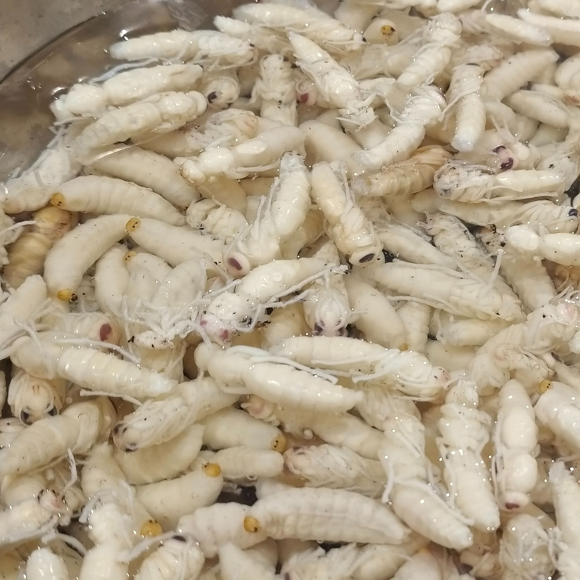 虎头蜂蜂蛹二级秀才冷冻虫子