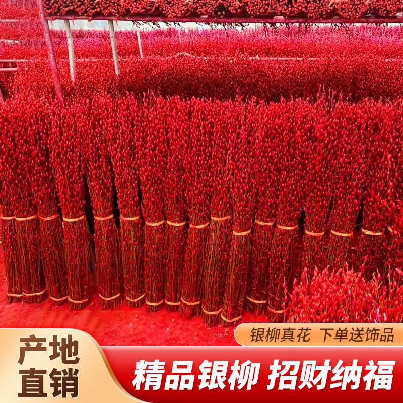 银柳真花鲜枝条银柳干花年宵花卉福桶银柳室内装饰品乔迁贺礼