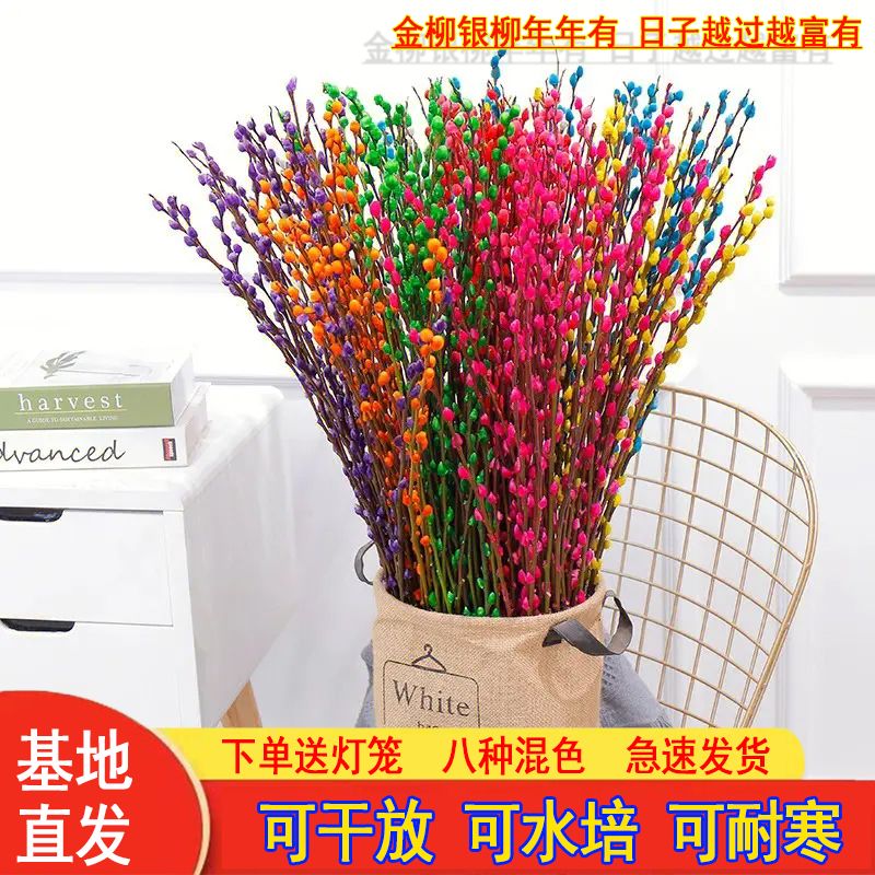 七彩银柳真花鲜枝年宵花卉银柳干花水培植物室内客厅桌摆装饰招财