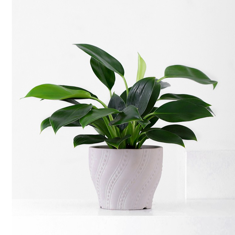 CHUANQ盆栽绿植花植植物C1