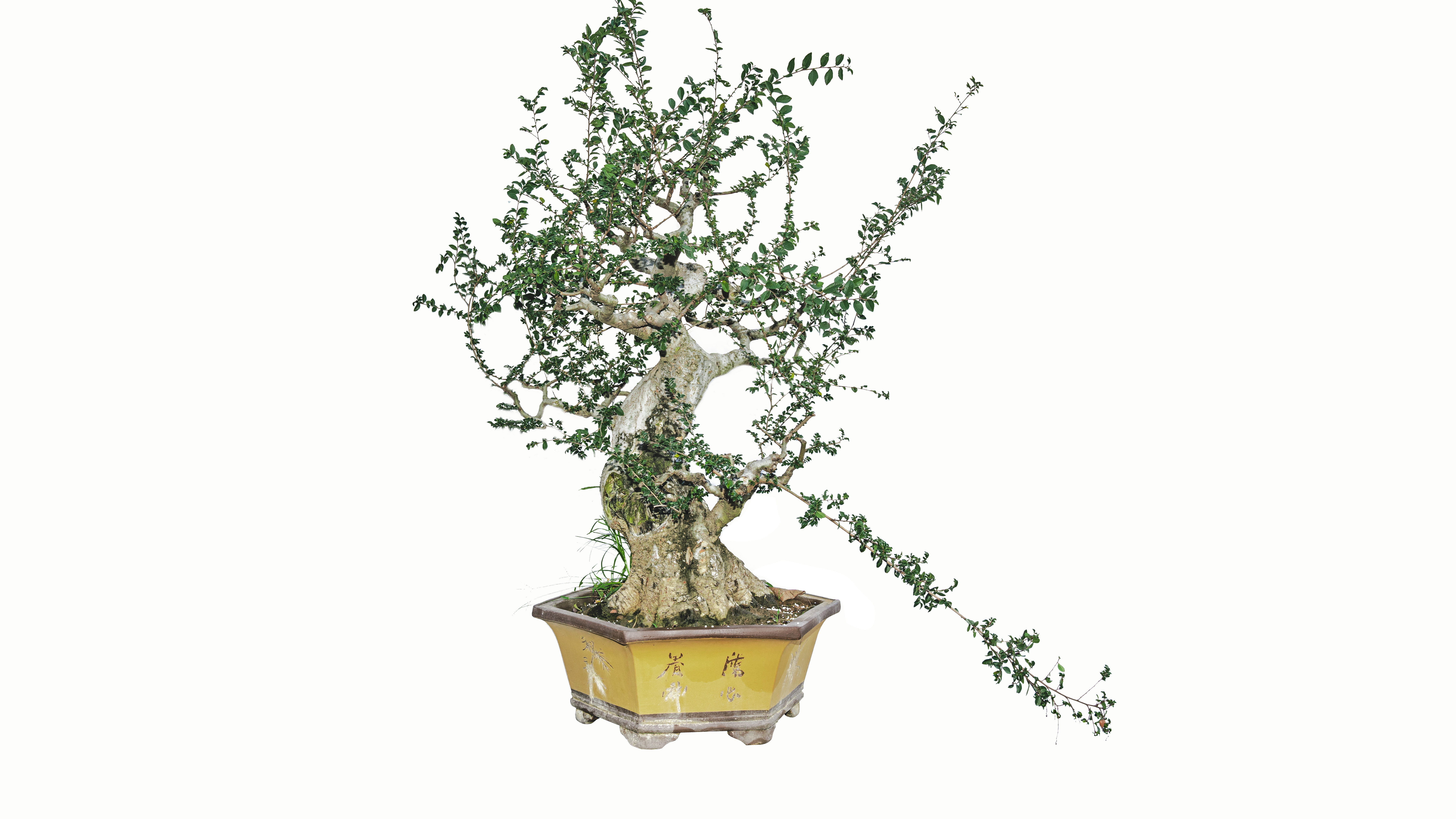 成熟榆树造型盆景地栽树