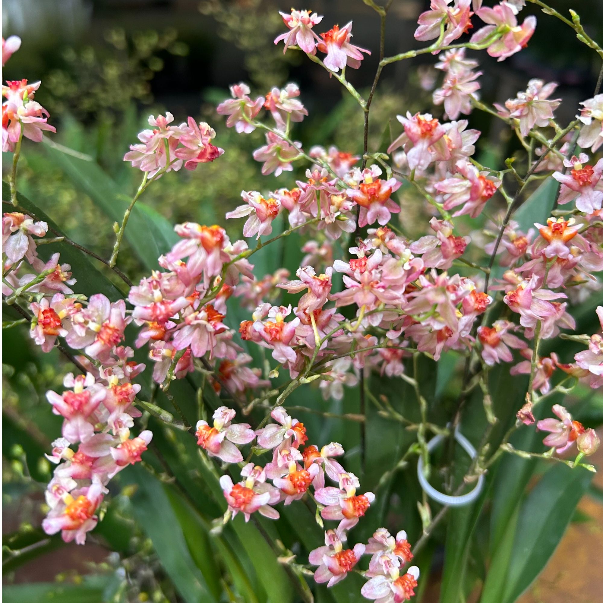 梦香兰 橘色 【光华】7支花箭以上 盆栽兰花  阳台客厅好养护