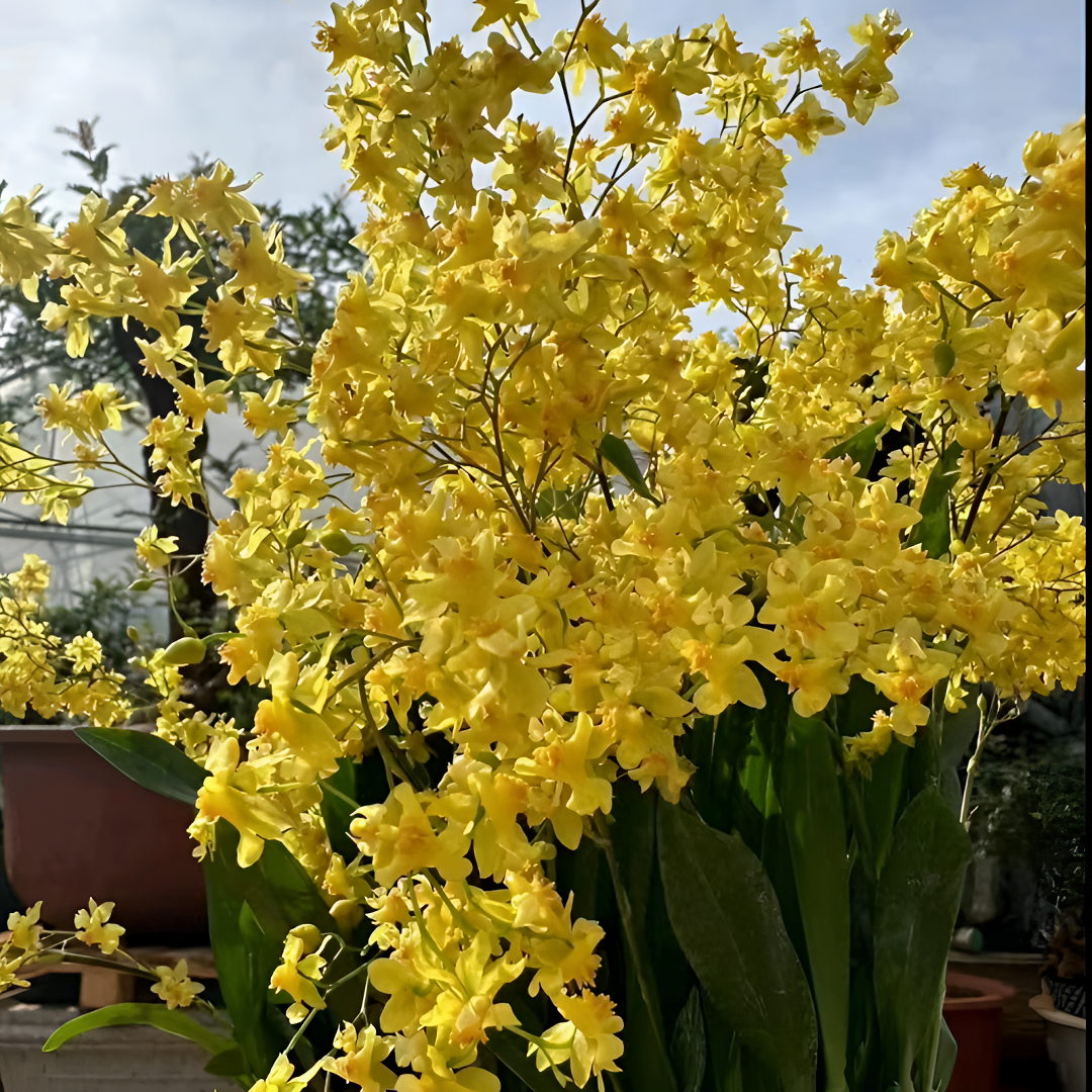 金黄色 7枝以上花剑 梦香兰 花香 客厅阳台室内外好养