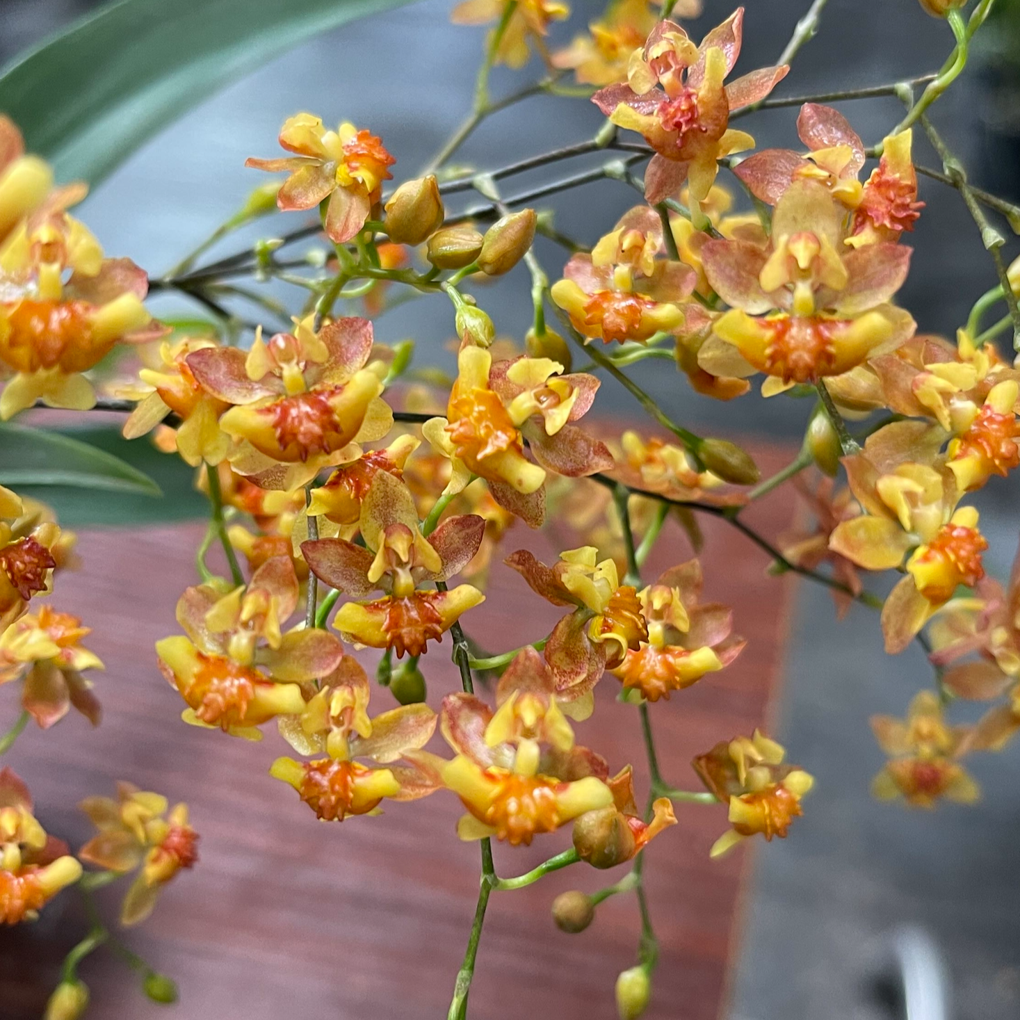 春平专属 【爱马仕橙】4-6枝花剑 香水文心兰 阳台客厅室内外好养护