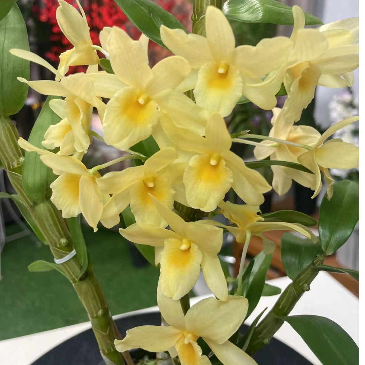 【黄钻巴比伦】春石斛兰 多开花条 带花芽  客厅阳台养护