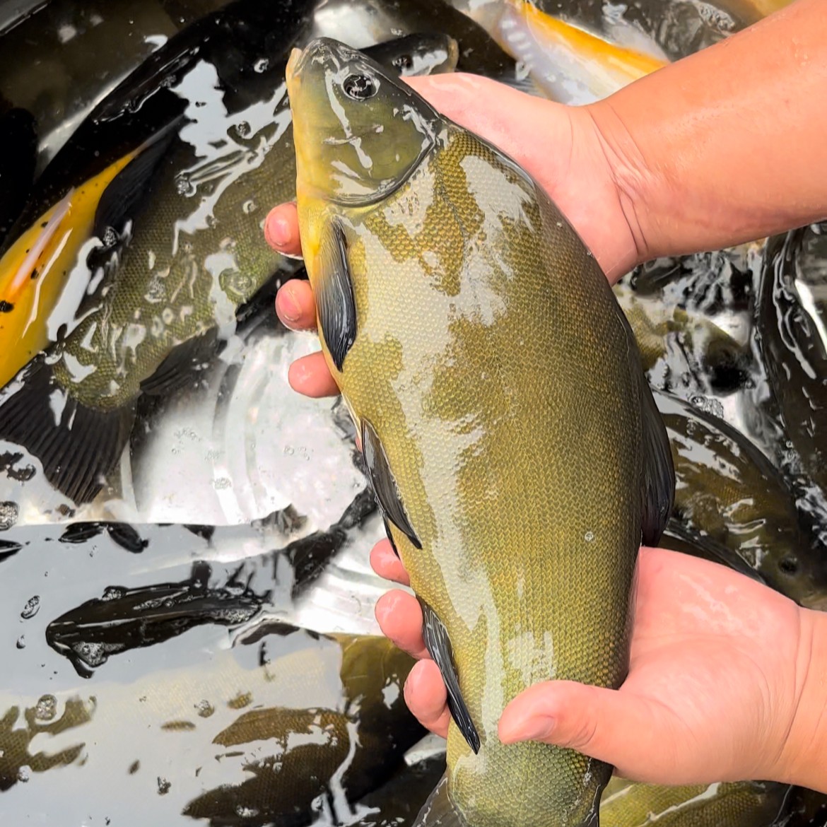 四川丁桂鱼鱼苗 淡水养殖 水族观赏