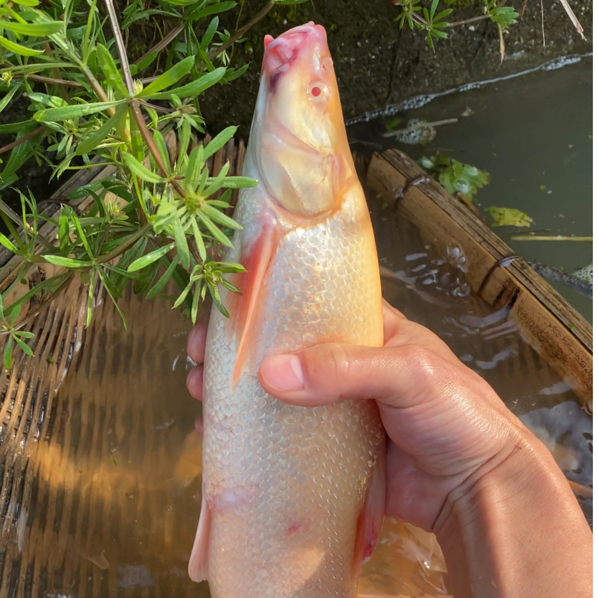 红眼银鳕鱼苗 白子招财龙 观赏鱼缸鱼塘养殖