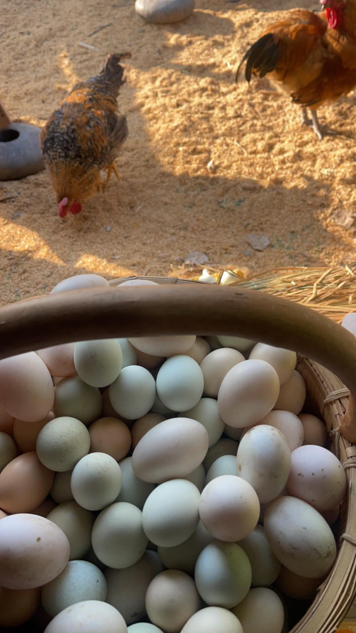 咸鸡蛋40枚黄河滩散养土鸡蛋