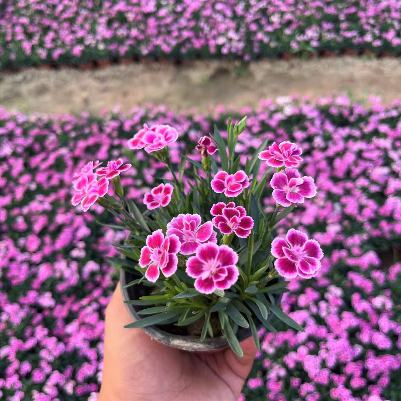 初吻花苗（6盆包邮）四季开花常绿草坪多年生耐寒耐旱庭院盆栽绿化