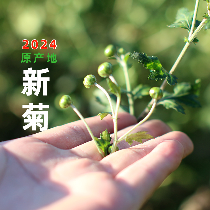 2024新遂昌石练新鲜菊米茶珍珠菊花胎菊茶原产地菊蕾花草茶100g