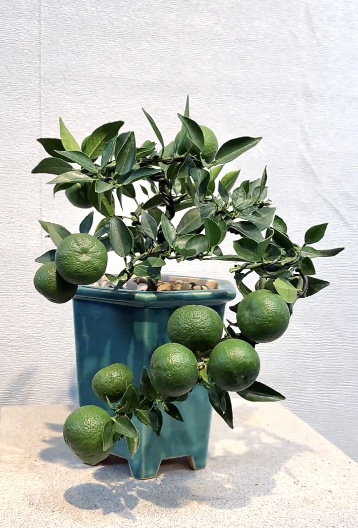 精品盆景室内盆景办公绿植