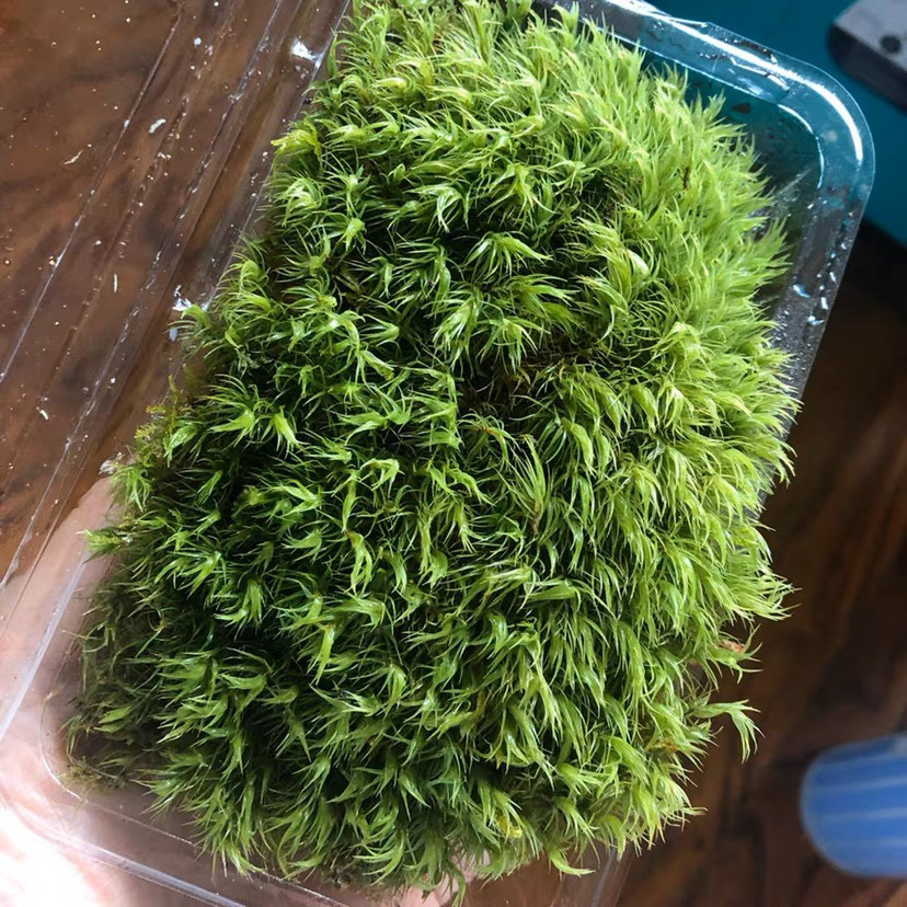 鲜活朵朵藓大灰羊绒藓微景观水陆雨林生态缸造景植物园林庭院盆栽