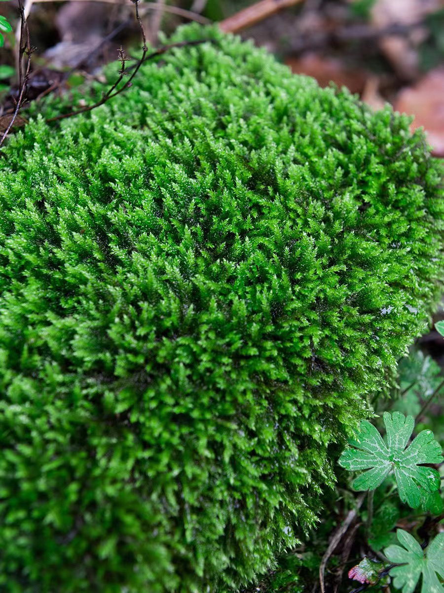 现采苔藓鲜活青苔 盆景铺面苔藓 微型植物盆栽 假山微景观diy植物