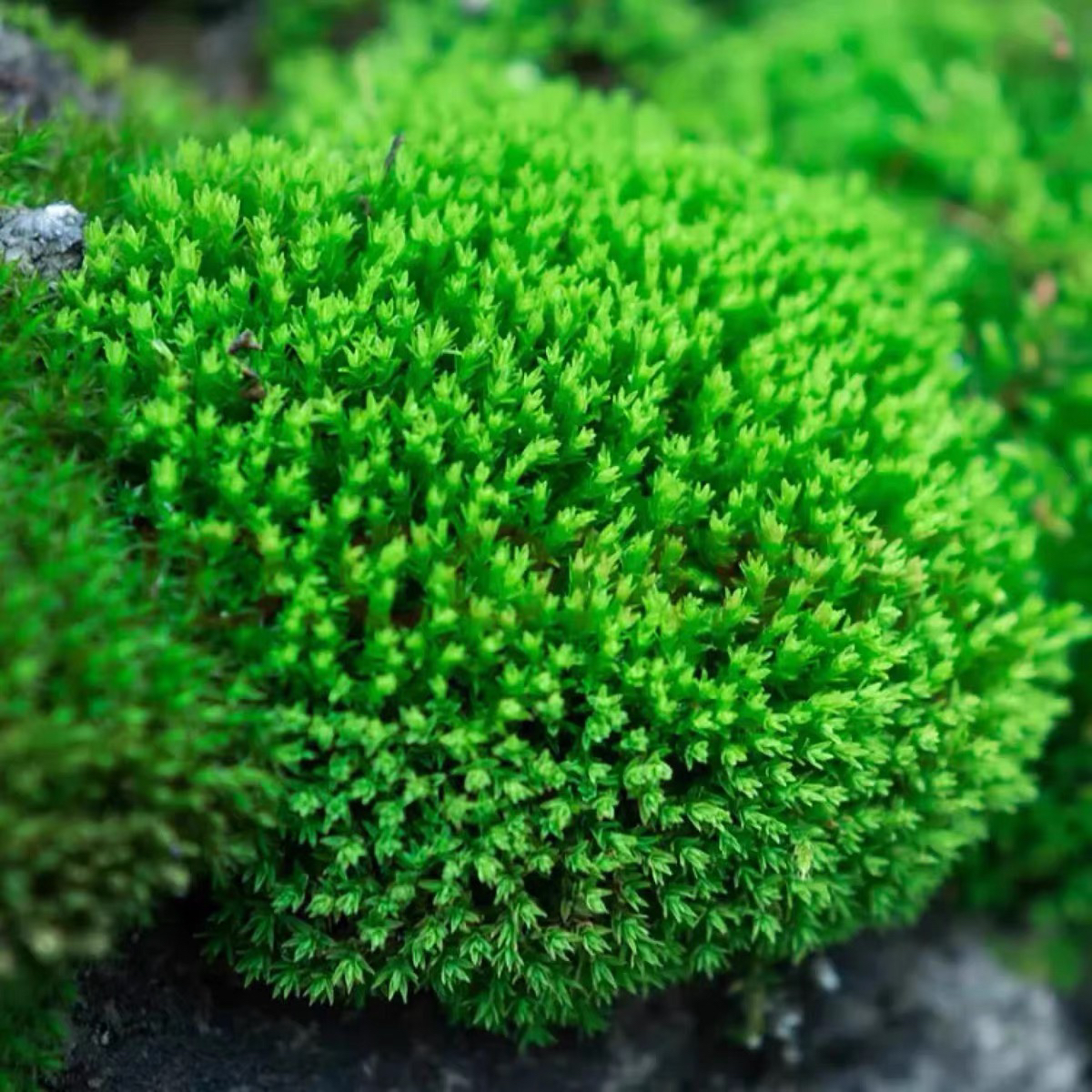 鲜活星星藓庭院砂藓微景观苔藓青苔植物盆景diy造景桌面盆栽铺面