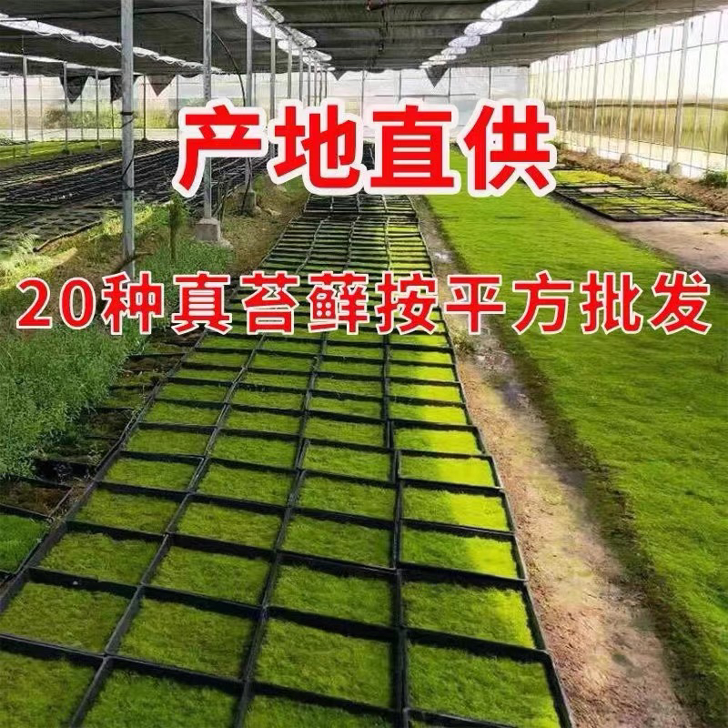 鲜活青苔苔藓微景观盆景铺面庭院装饰白发植物雨林水陆缸造景平方