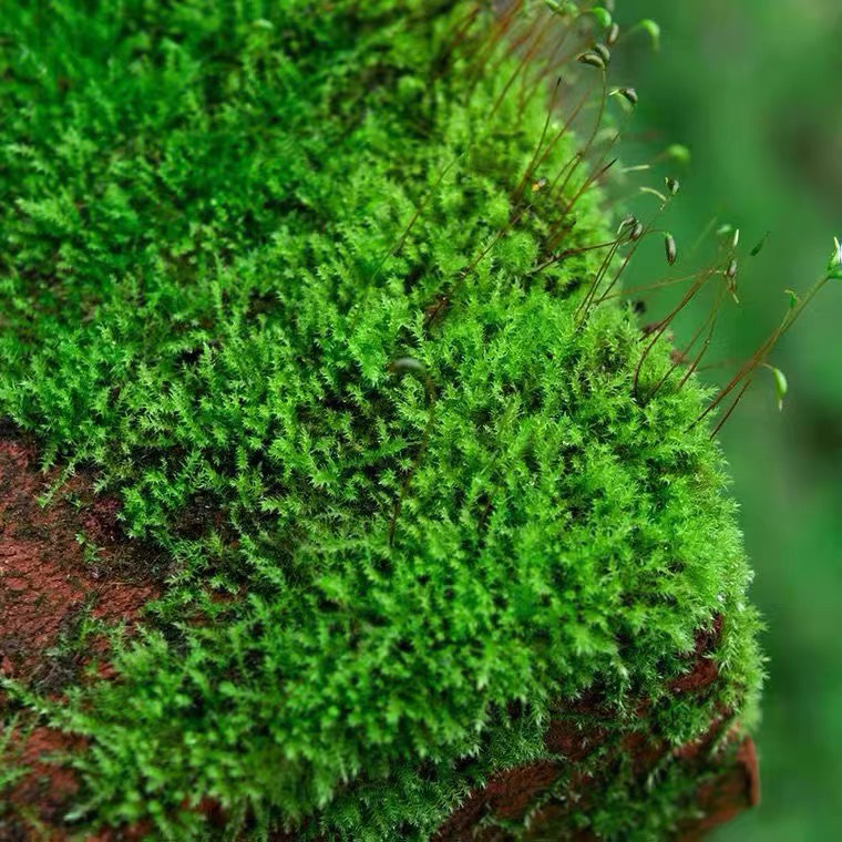 苔藓植物人工铺面雨林星星藓朵朵藓青藓短绒小灰白发藓园林景观