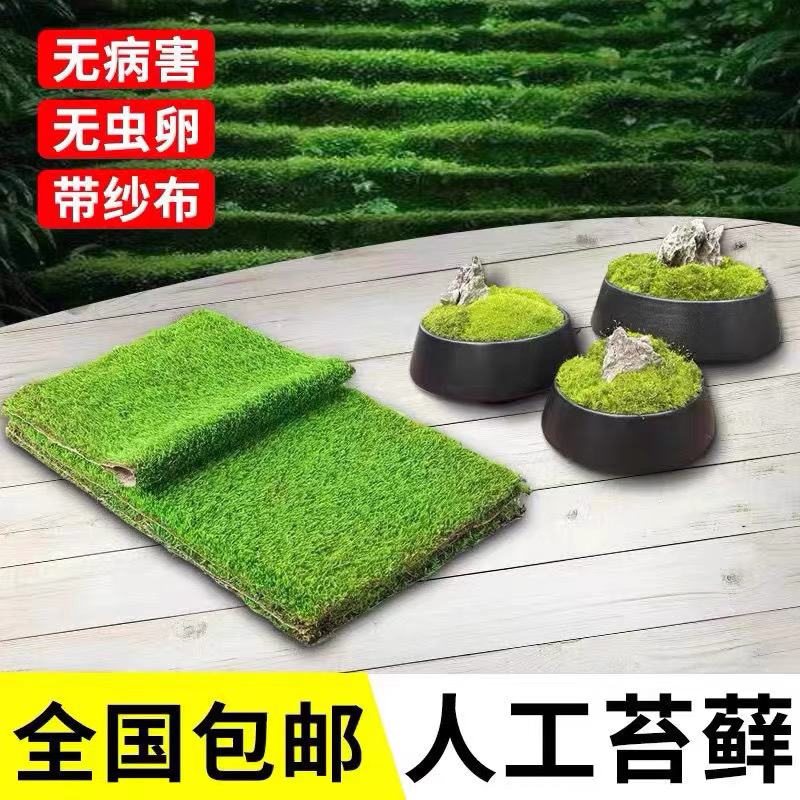 苔藓人工培育短绒藓鲜活微景观植物盆景庭院造景青苔整平方小灰藓