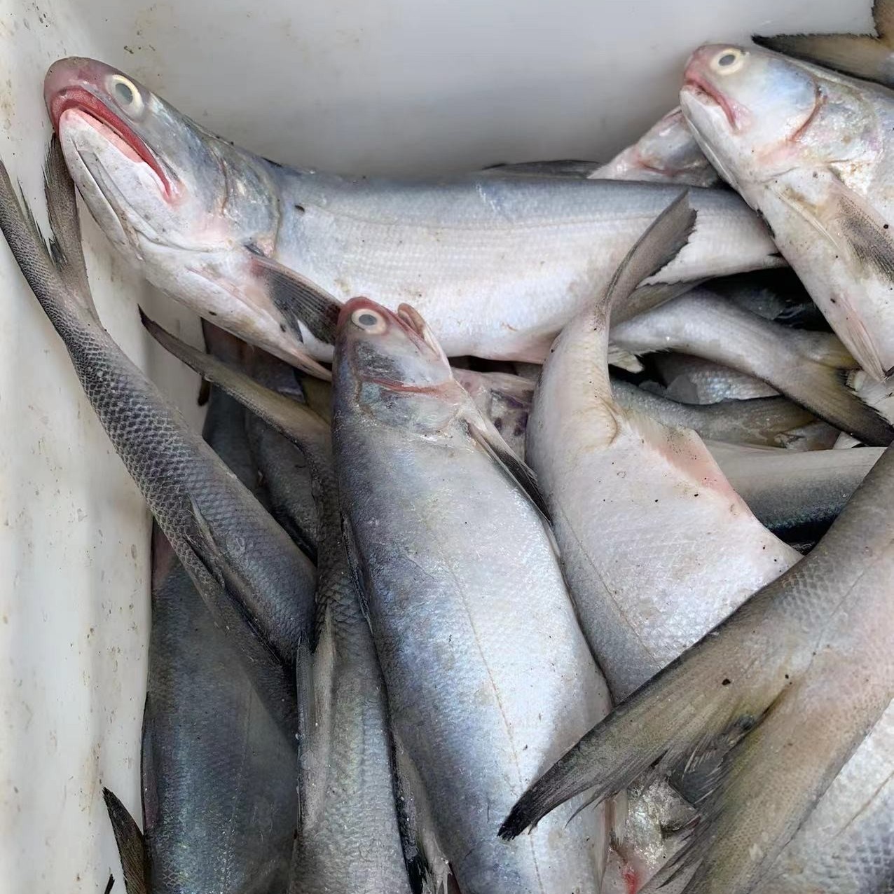 连云港发货   新鲜速冻发货 马友鱼【午鱼】6斤