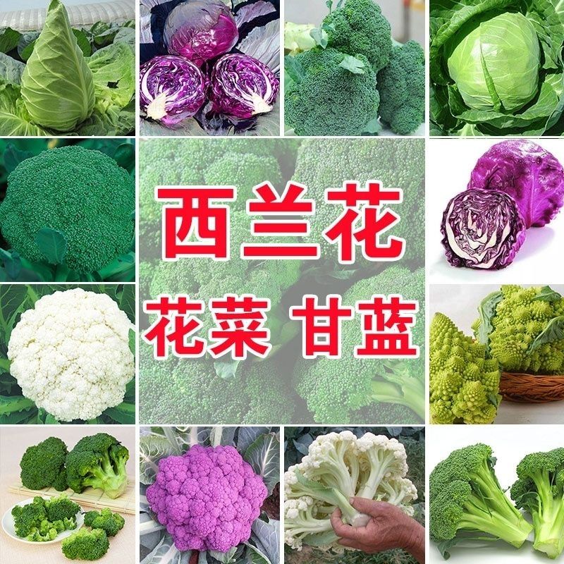 【50棵起】大额菜苗专拍链接耐寒秋冬菜苗
