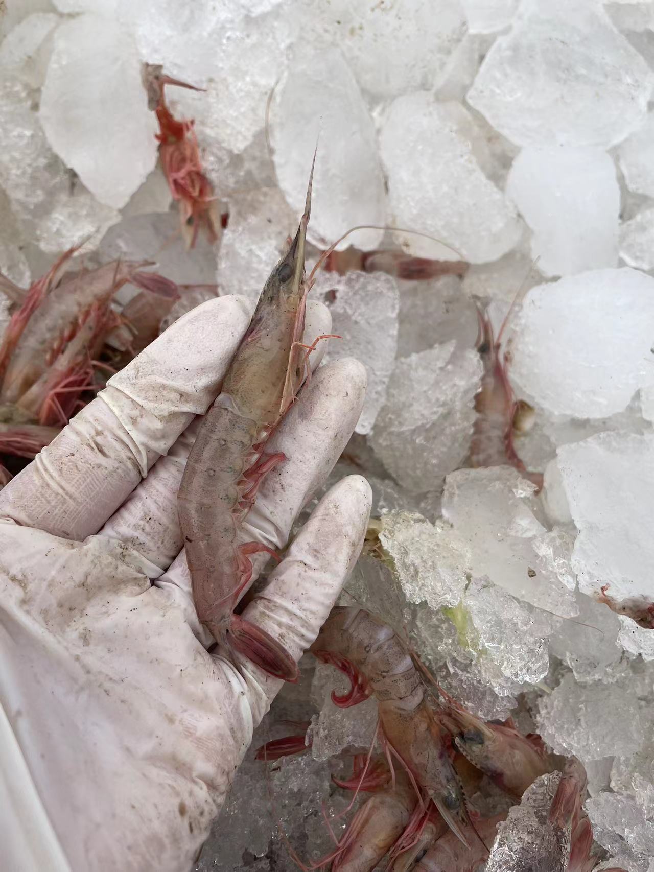 吕四海鲜金钩虾码头发货金勾虾400克