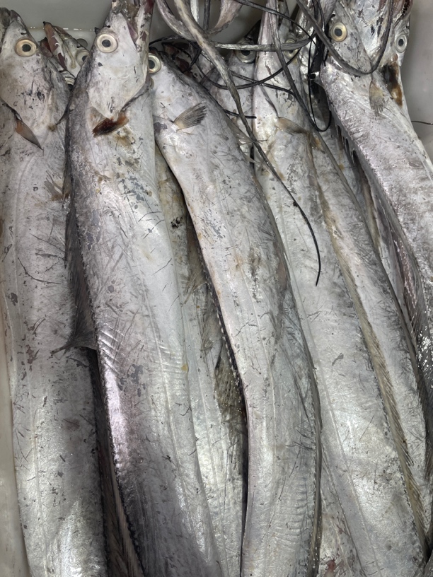 吕四小眼睛油带鱼 现场直播（运输途中容易破肚.不是不新鲜）