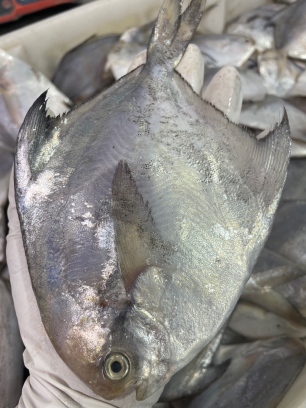 吕四渔港，新鲜银鲳鱼，统货现称，