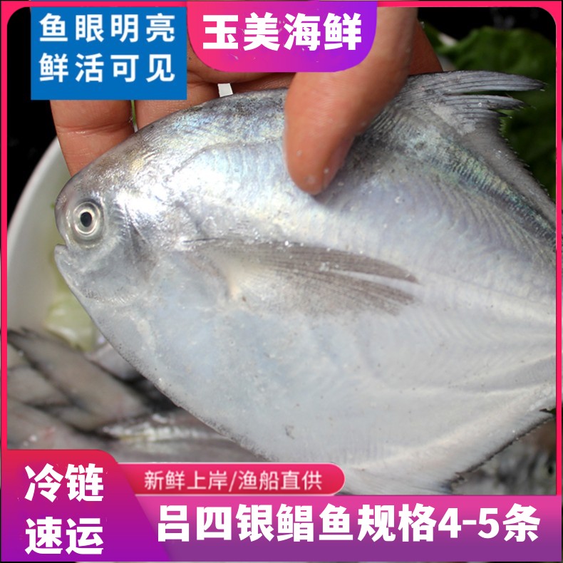 吕四海鲜银鲳鱼每斤6条*冷链