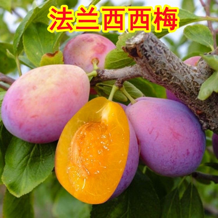 西梅苗 法兰西西梅苗 8-9月成熟 裸根