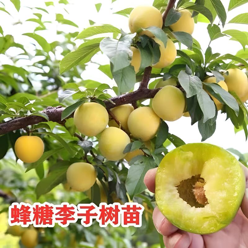 正宗蜂糖李树苗 李子苗 