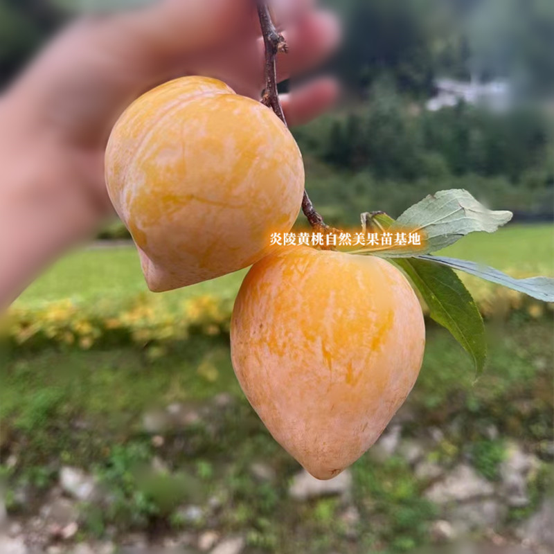 黄金奈李苗 柰李苗 李子树苗7-8月成熟 