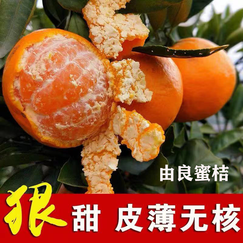 由良蜜桔苗 特早熟柑橘苗 9月熟 纯甜无酸 丰产 