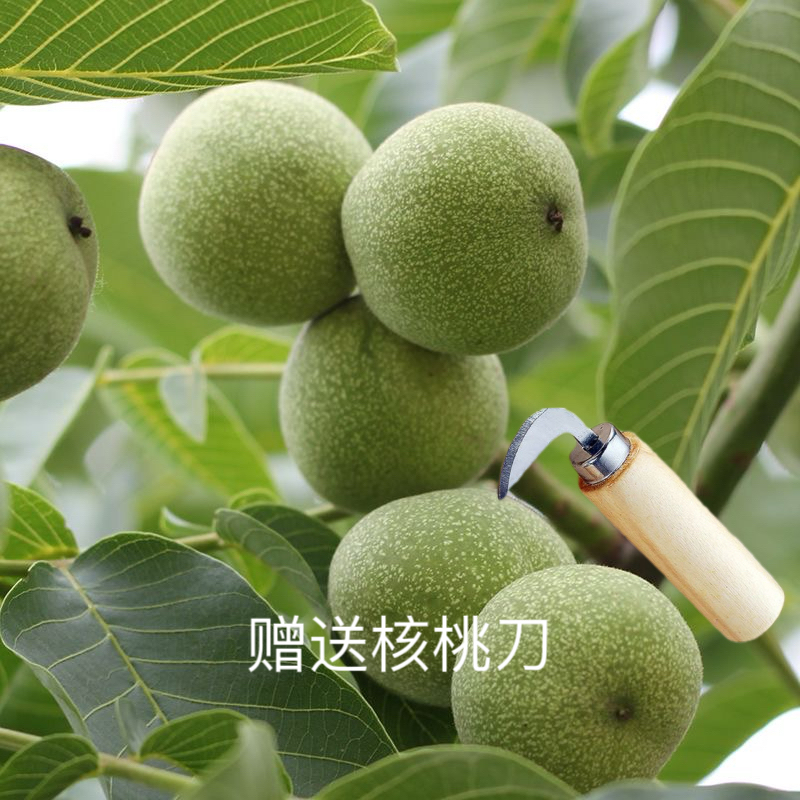 【剪树哥家】2025年新鲜延安黄龙青皮核桃 送手套和核桃刀